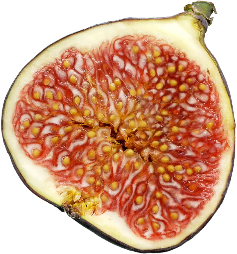 برش درخت انبه برای شناسایی نوع آن