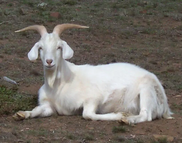 گوسفند در چراگاه با پس‌زمینه کوهستانی