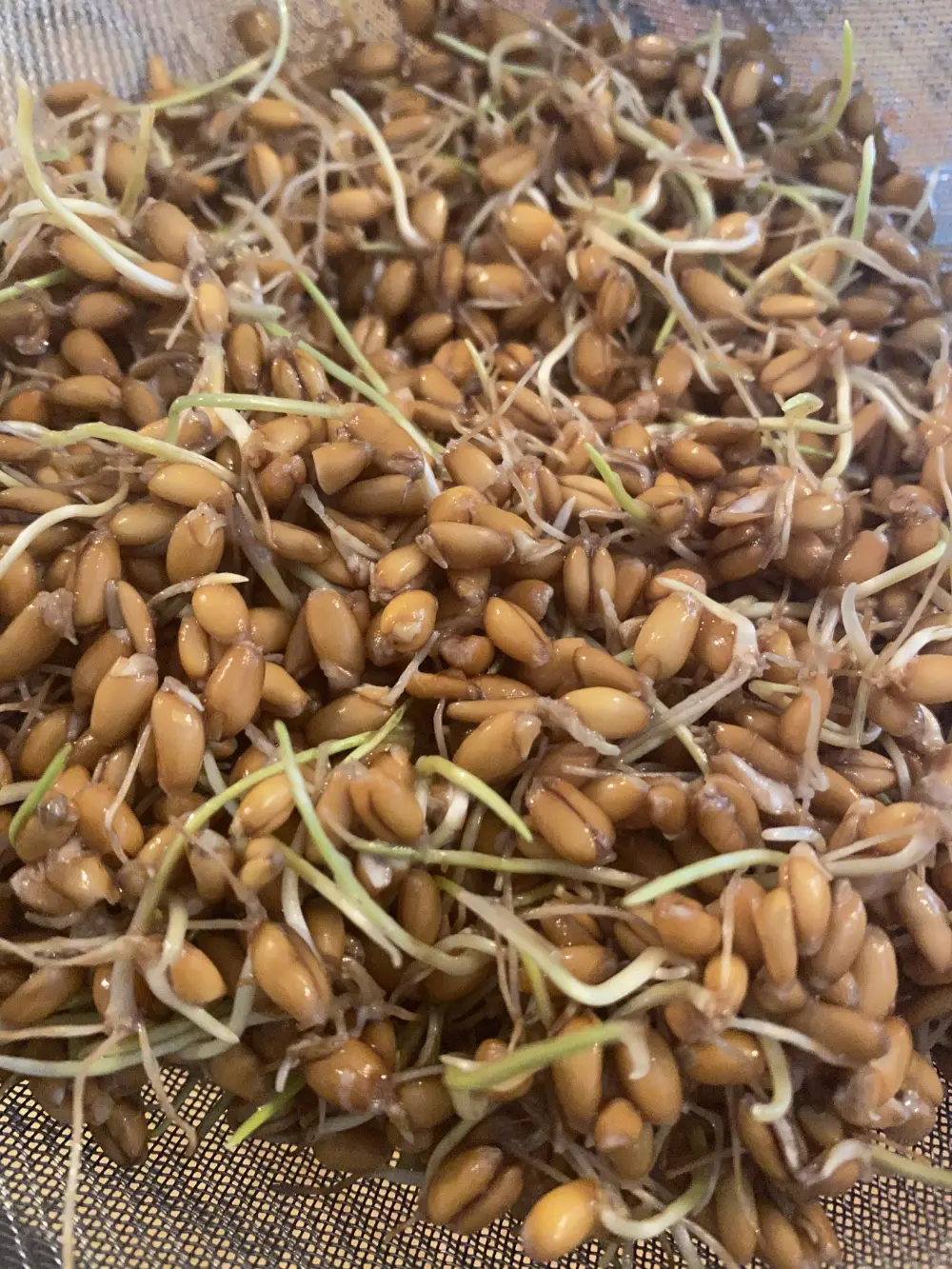 جوانه گندم در کنار غلات دیگر در ظرف چوبی
