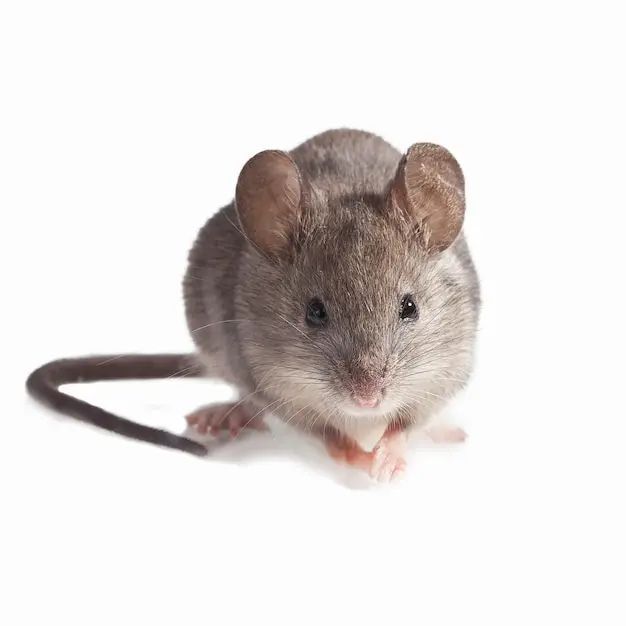 مویز گری با طراحی ساده و سطحی صاف برای استفاده روزمره