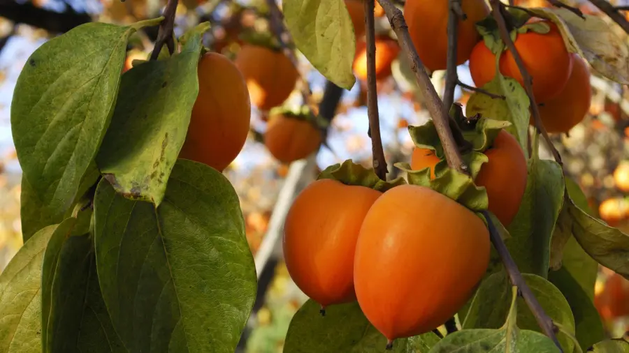 آلوچه در صنایع دستی به عنوان ماده اولیه