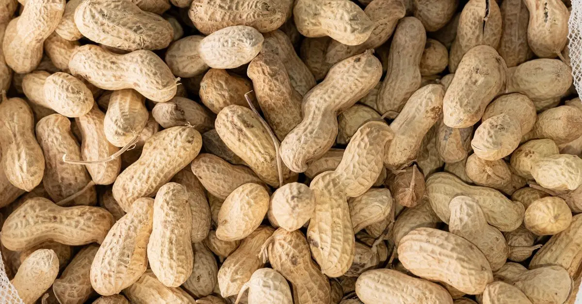 جو دوسر پخته شده با نمک و ادویه برای استفاده در آشپزی