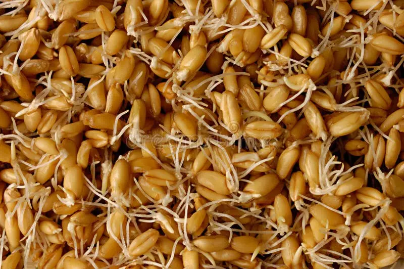 جوانه گندم تازه و سبز رنگ در ظرف شیشهای
