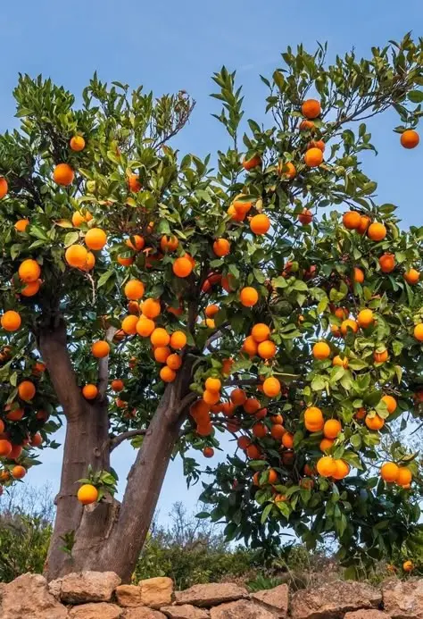نهال‌های میوه‌دار مختلف در یک باغ خانگی