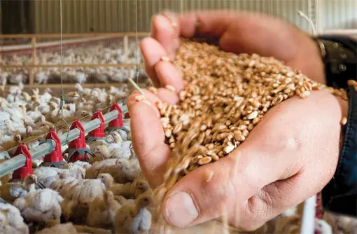 دانههای خوراک طیور در دست کارگر پرورشگاه