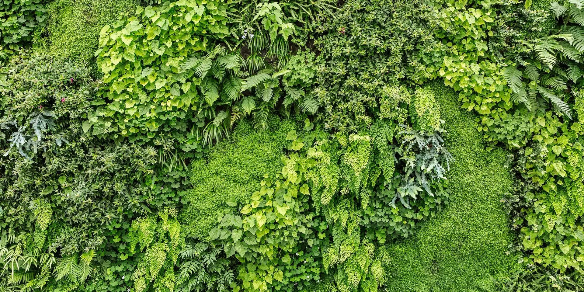 نمونهای از دیوار سبز بسته در فضای داخلی یک دفتر با گیاهان مختلف