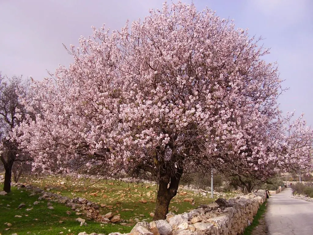 نهال بادام جوان در خاک مناسب برای مناطق گرم و خشک