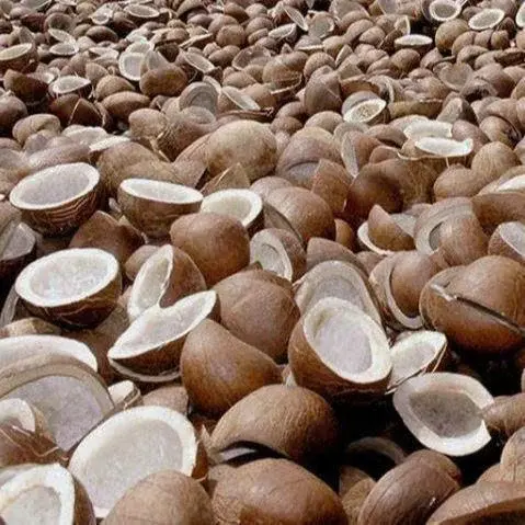 دانههای نارگیل در حال خشک شدن در آفتاب به عنوان یکی از روشهای سنتی تولید کوپرا