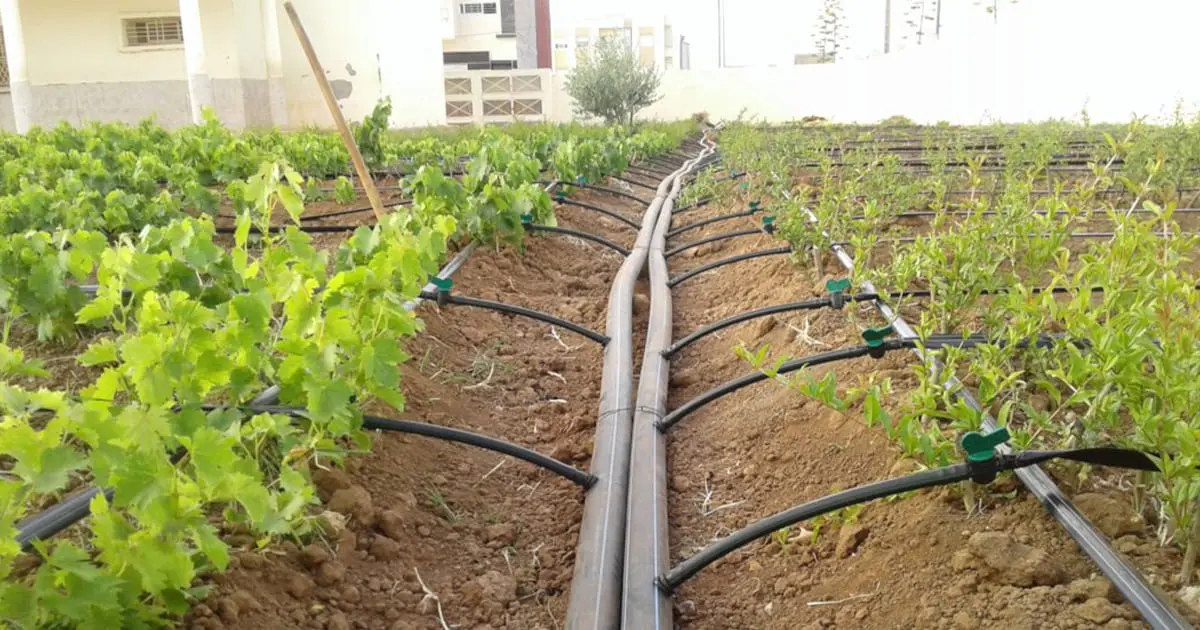 نمونه‌ای از سیستم آبیاری قطره‌ای در یک باغ کوچک