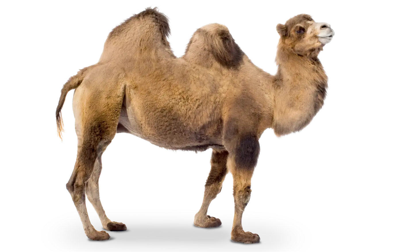 شتر دوبوم در محیط طبیعی با بار سنگین