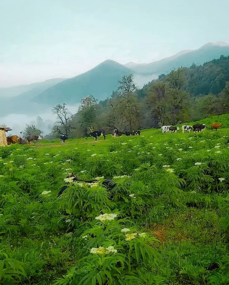 روستای ماسوله با خانههای سنتی و منظره کوهستانی