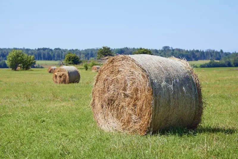 رول‌های علوفه در یک مزرعه روستایی در روزهای تابستانی
