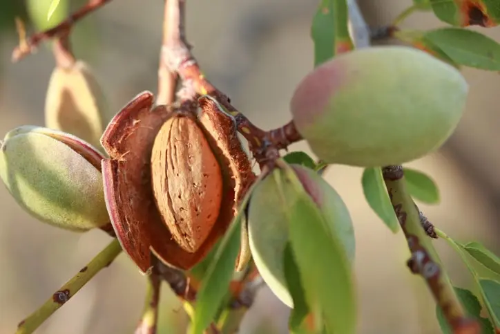 نهال بادام در منطقه سردسیر با پوشش محافظتی برای زمستان