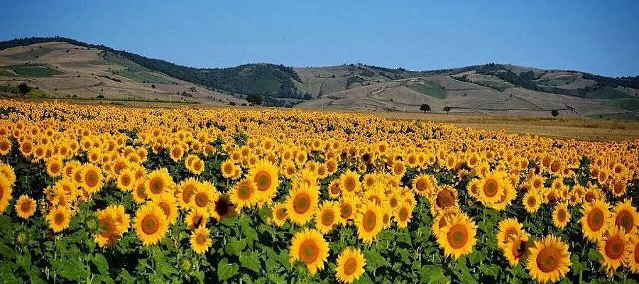 منظره بیابانی کویر سمنان با تپههای ماسهای و آسمان باز