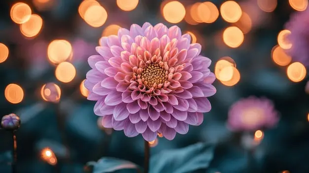 گل دالیا صورتی با نورپردازی گرم و اثر بکه
