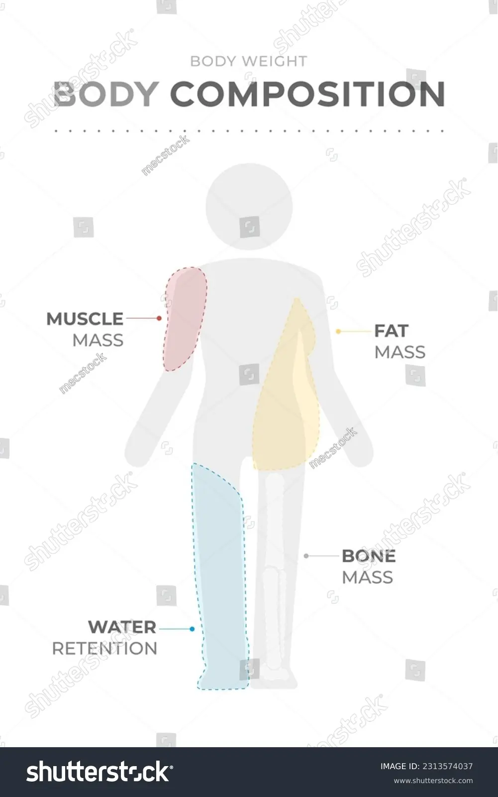 نمایش گرافیکی از اجزای مختلف ترکیب بدن شامل عضله، چربی، استخوان و آب