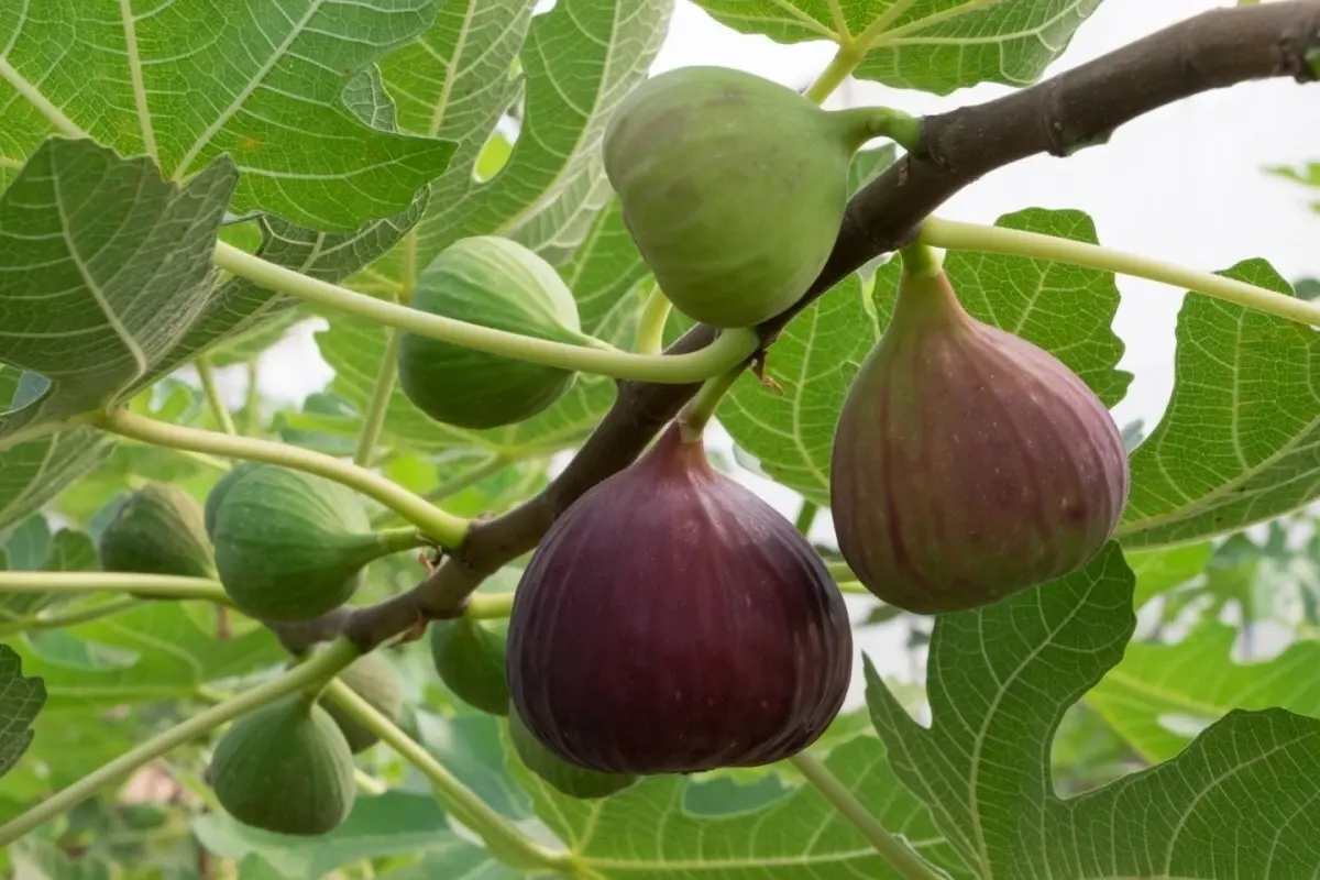 راهنمای انتخاب انجیر تازه؛ نکات مهمی که باید بدانید
