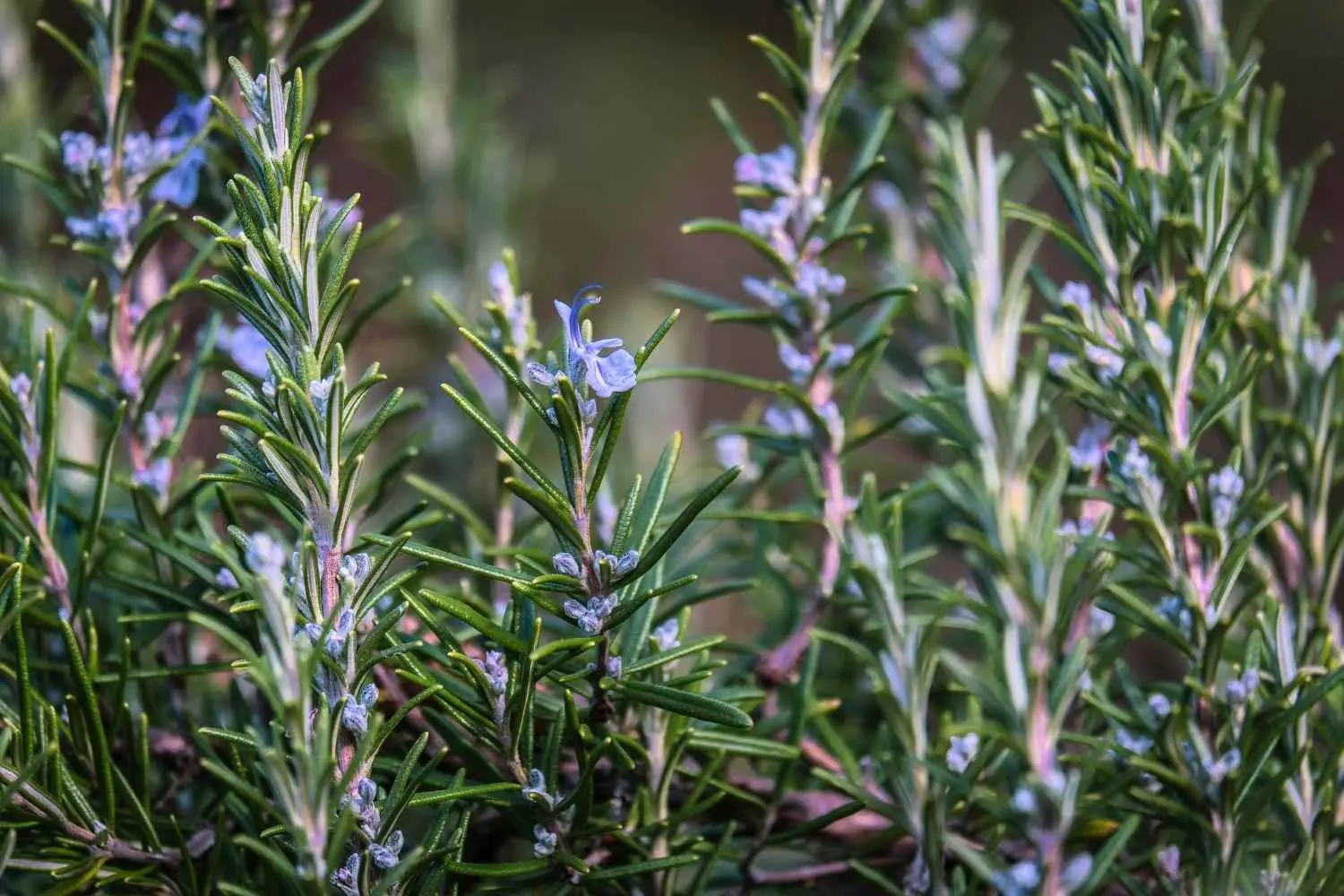 بهترین رزماری خشک؛ راهنمای کامل و کاربردی