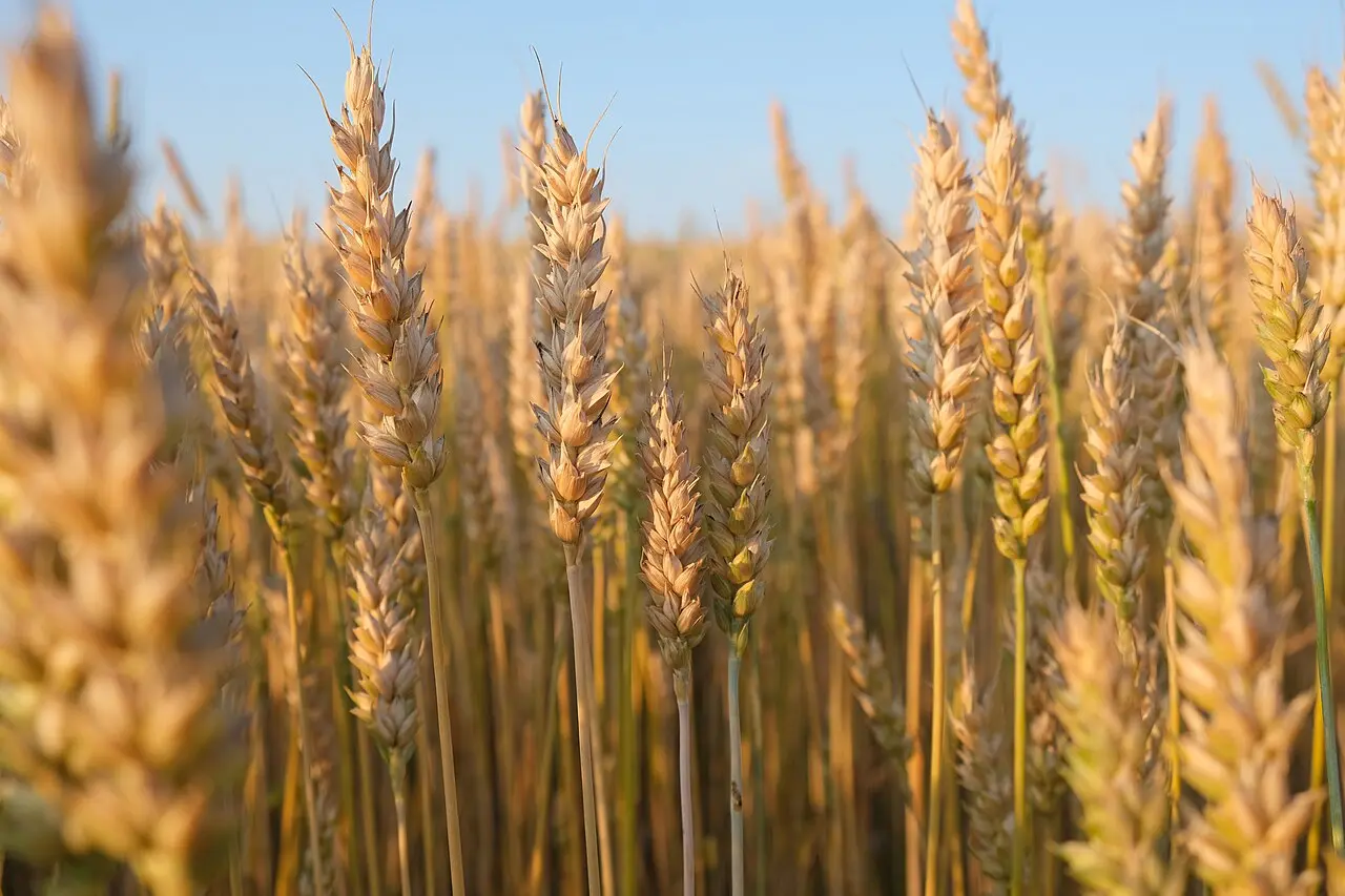 بهترین بلغور گندم؛ راهنمای کامل و کاربردی