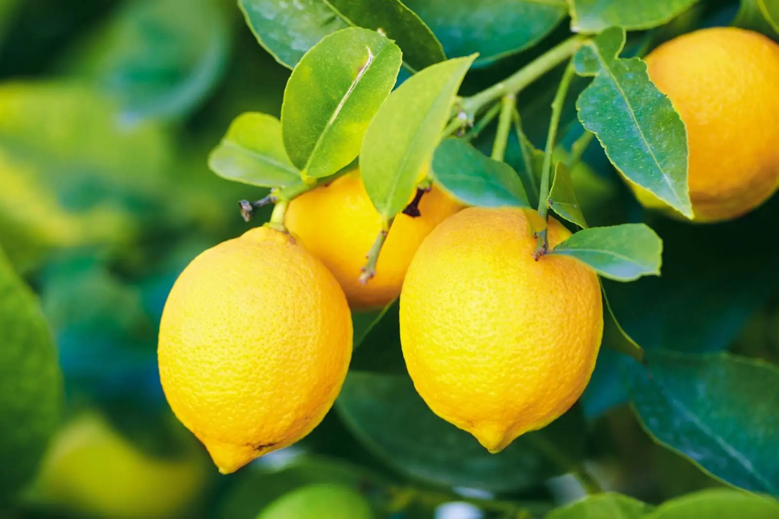 راهنمای انتخاب لیمو ترش؛ نکات مهمی که باید بدانید
