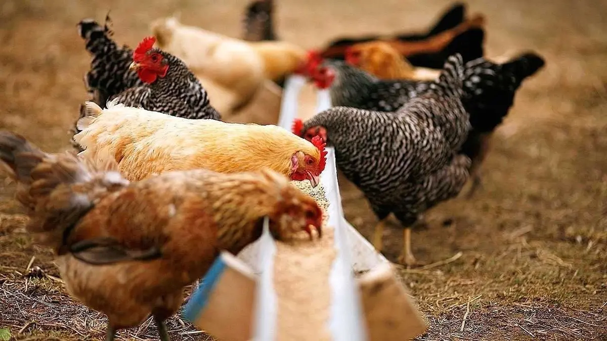 خرید خوراک طیور؛ راهنمای انتخاب دان مناسب از نگاه کاربردی