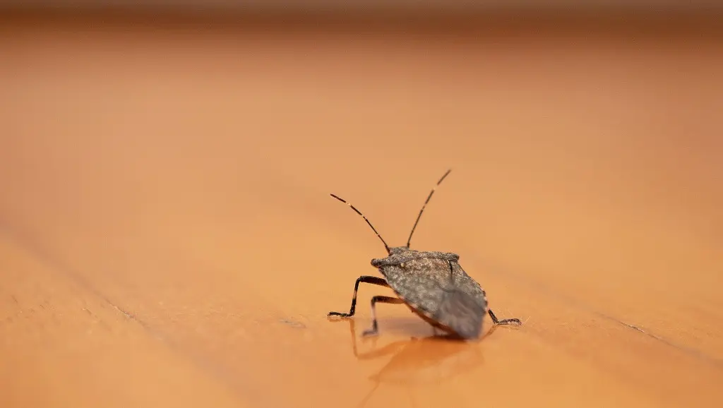 Bug چیست و چرا در نرم‌افزار ایجاد می‌شود؛ نکات کاربردی و اشتباهات رایج